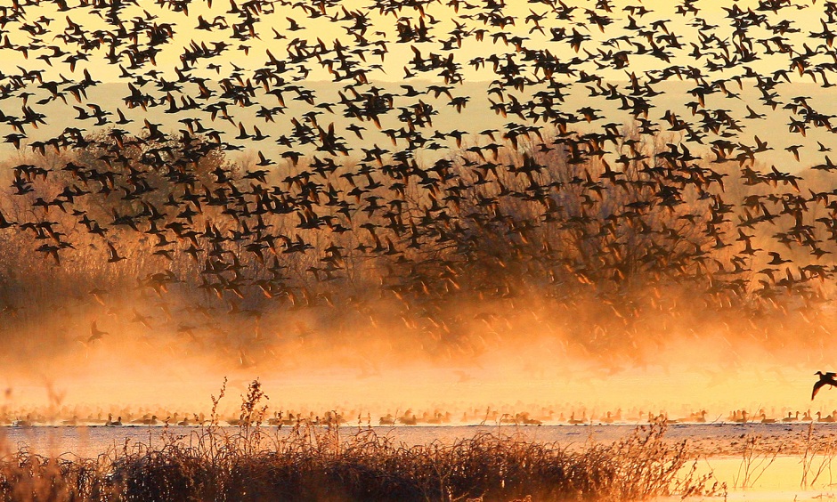 Ducks at Bosque del Apache NWR A large number of birds flying against an orange sky with water in the foreground