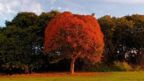 A tree with its leaves turned autumn red