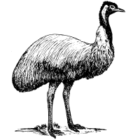 Line drawing of a large emu (bird).