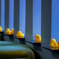 What's with all the ducks?