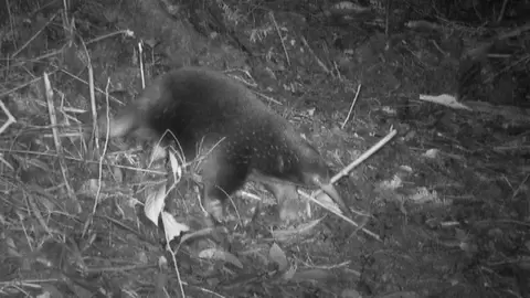Sir David's long-beaked echidna