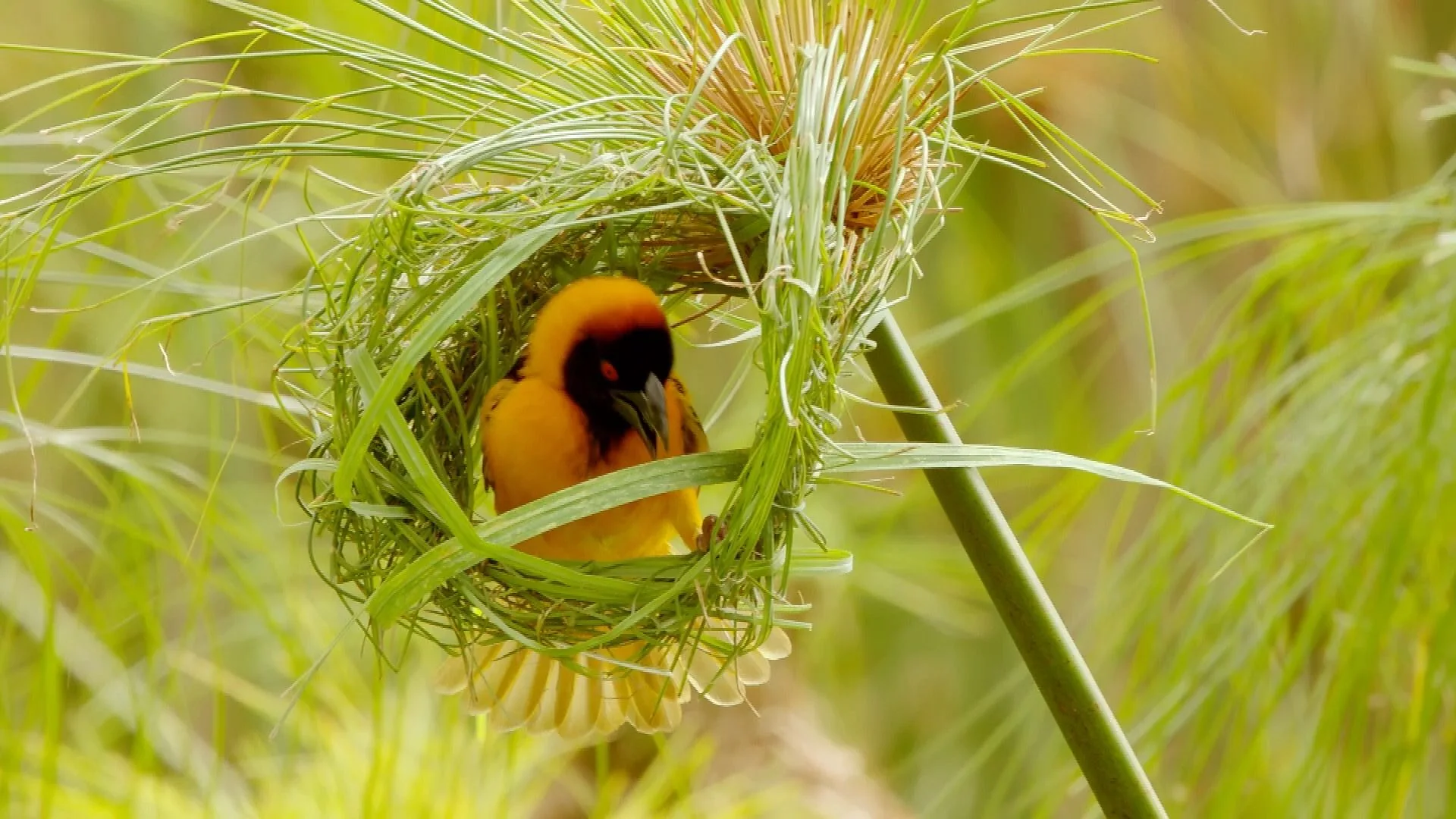 A weaverbird