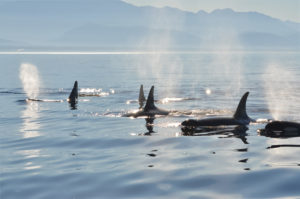 SoundWatch A pod of Orcas