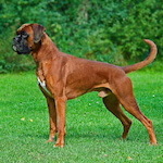 Canis lupus familiaris
