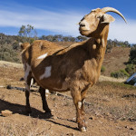 Capra hircus