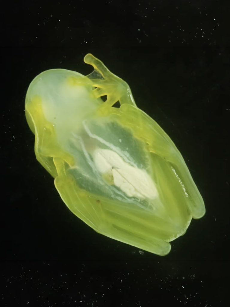 Photoacoustic imaging scan showing a translucent green frog against a black background.