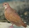 Palomperd.jpg