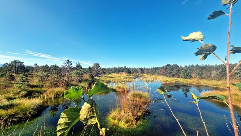 Naturräume mit Tonaufnahmen erfassen
