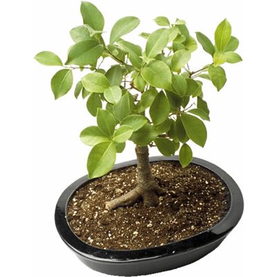 Image of bonsai