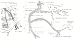 Figure 62.1. Origin and distribution of various components of the facial nerve.