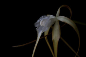 Brassavola R. Br. 1813
