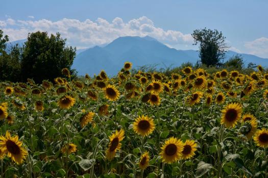 Greece_UNESCO_Mount_Olympus__741_-1 Sunflowers bloom in Kalyvia Varikou, near Litochoro in northern Greece, backdropped by Mount Olympus, Wednesday, July 15, 2026. (AP Photo/Petros Giannakouris)