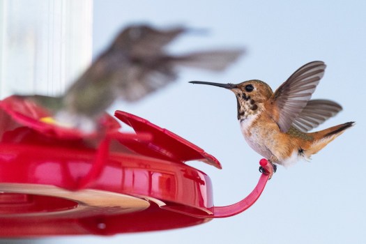 SUT-Z-HUMMINGBIRDFEEDERS-0711-003 Hummingbirds visit a feeder at birding expert Renee McLeod’s San DIego home, where she has created a welcoming setting for them on her deck. The vibrant red color is easier for them to see from a distance. (Luke Johnson / The San Diego Union-Tribune)