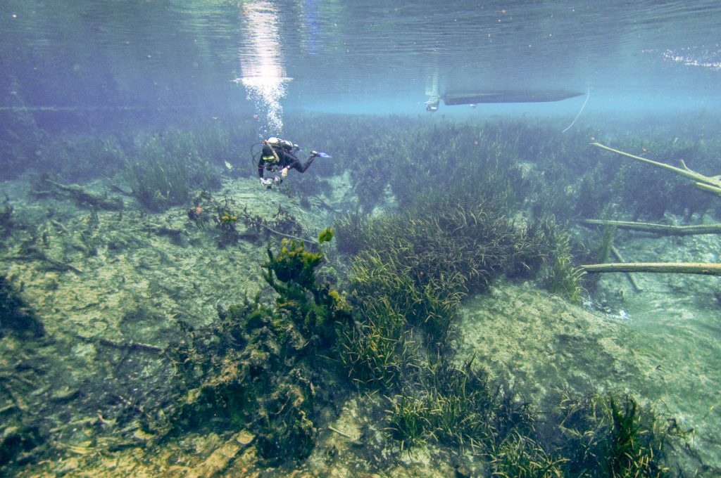 Christmas Tree Spring A scuba driver swimming over a spring