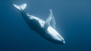 Scientists Think They Finally Know Why Some Whales Float Upside Down