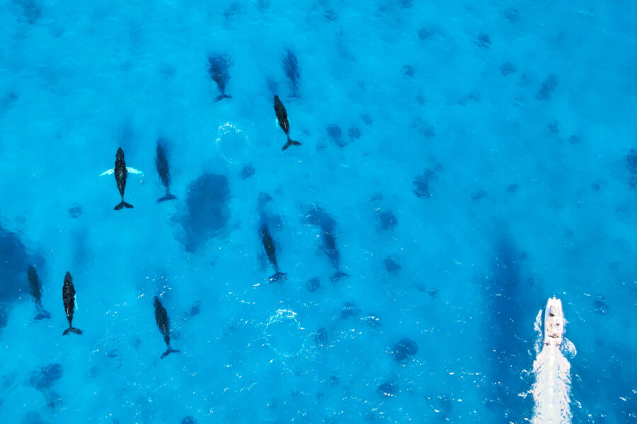 Boat and pod of humpback whales in the Turks and Caicos.