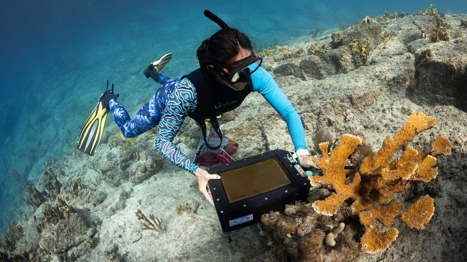 Reef solutions